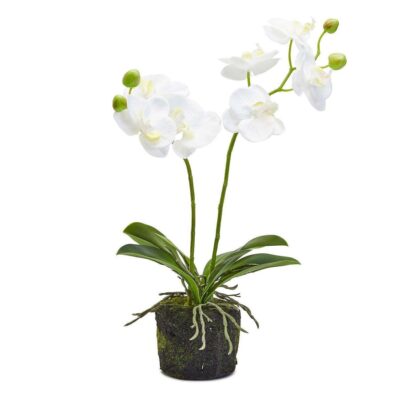 Two’s Company Floral Decor | White Butterfly Orchid